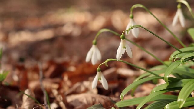 Close-up of many white snowdrops growing in wild clumps in the forest. White snowdrops growing in a clump, flowers poking through last year's dead leaves. Spring flowers