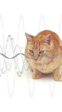 Vertical video: Orange cat reacting to moving wave, tilting head, lifting paw, turning back
