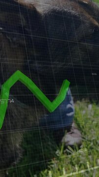 Vertical video: Big dog lying in grass, HUD data updating as green graph moving over muzzle for vet
