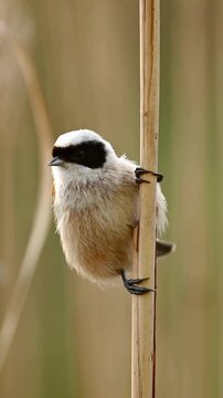 Little Bird Remiz Sits On A Reed With A Blurred Background, Vertical Video