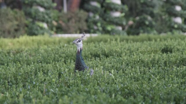 Great bustard walking through green field with trees