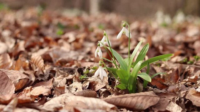 Close-up of many white snowdrops growing in wild clumps in the forest. White snowdrops growing in a clump, flowers poking through last year's dead leaves. Spring flowers
