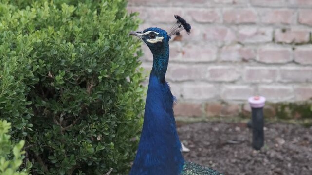 Peacock moving near green bushes in garden