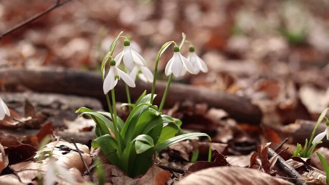 Close-up of many white snowdrops growing in wild clumps in the forest. White snowdrops growing in a clump, flowers poking through last year's dead leaves. Spring flowers