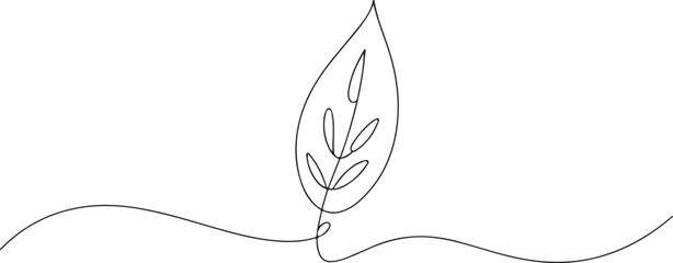 White water lily flower with yellow center and green leaves floating on dark pond water Nymphaea white petals