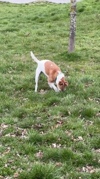 Jack Russell digs a hole in the field

