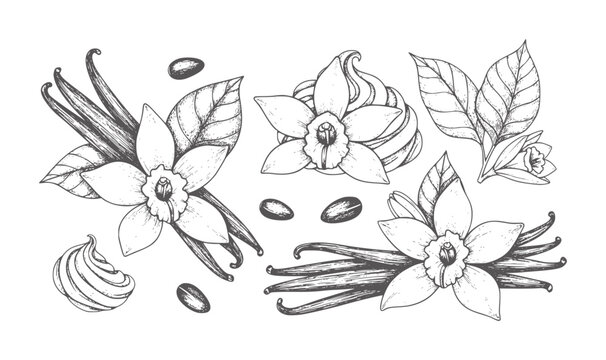 Hand drawn vanilla flowers pods beans and swirls white leaf