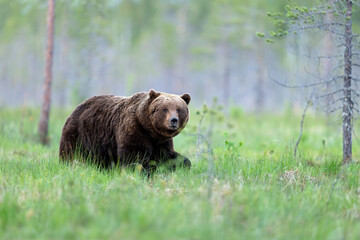 Fototapeta premium Wild brown bear ( Ursus arctos )