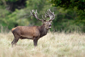 Fototapeta premium Deer male buck ( Cervus elaphus ) during rut