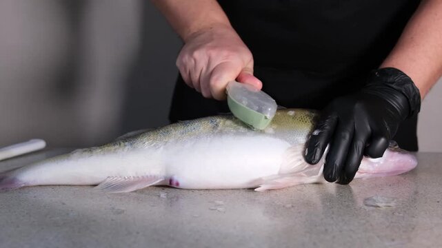 Slow motion close-up of man cleaning fresh zander fish on rustic table. Sharp knife removing scales in slowmo. High angle shot of professional seafood preparation, chef hands, gourmet cooking.