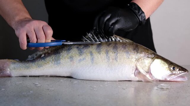 Slow motion close-up of man cleaning fresh zander fish on rustic table. Sharp knife removing scales in slowmo. High angle shot of professional seafood preparation, chef hands, gourmet cooking.
