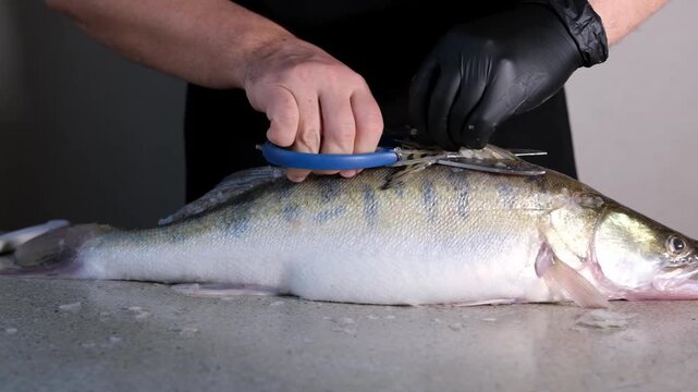 Slow motion close-up of man cleaning fresh zander fish on rustic table. Sharp knife removing scales in slowmo. High angle shot of professional seafood preparation, chef hands, gourmet cooking.