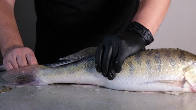Slow motion close-up of man cleaning fresh zander fish on rustic table. Sharp knife removing scales in slowmo. High angle shot of professional seafood preparation, chef hands, gourmet cooking.