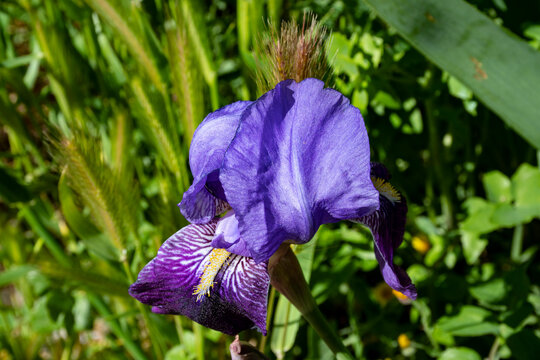 Blue German Lily