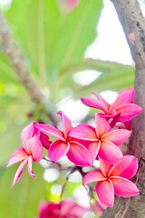 A bouquet of bright pink frangipani flowers in full bloom. The petals are a deep shade of pink with soft gradients of white and orange near the center, giving it a warm, tropical feel.