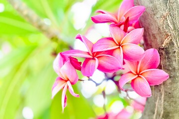 A bouquet of bright pink frangipani flowers in full bloom. The petals are a deep shade of pink with soft gradients of white and orange near the center, giving it a warm, tropical feel.