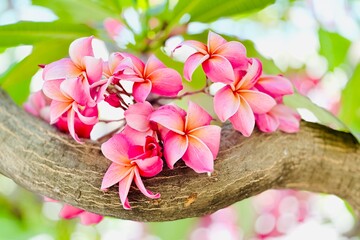 A bouquet of bright pink frangipani flowers in full bloom. The petals are a deep shade of pink with soft gradients of white and orange near the center, giving it a warm, tropical feel.