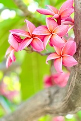 A bouquet of bright pink frangipani flowers in full bloom. The petals are a deep shade of pink with soft gradients of white and orange near the center, giving it a warm, tropical feel.