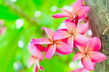 A bouquet of bright pink frangipani flowers in full bloom. The petals are a deep shade of pink with soft gradients of white and orange near the center, giving it a warm, tropical feel.