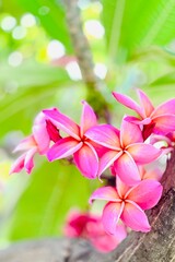 A bouquet of bright pink frangipani flowers in full bloom. The petals are a deep shade of pink with soft gradients of white and orange near the center, giving it a warm, tropical feel.
