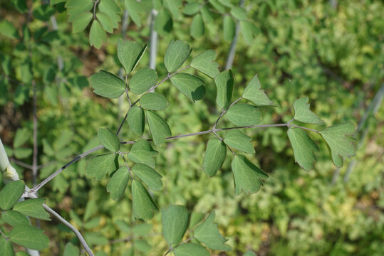 Thalictrum uchiyamai is a perennial herb endemic to Korea featuring dense flower clusters. This botanical specimen grows in mountain forests and rocky crevices for scientific study.