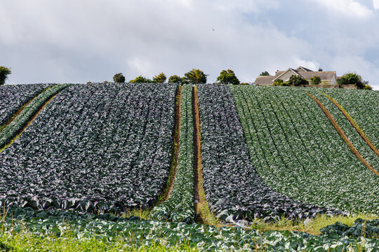 Field of cabbages growing in rows