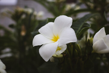 Fototapeta premium Elegant White Wildflower Growing in Soil. A lone white wildflower rising from the soil surrounded by green shoots. The composition conveys resilience and natural growth.