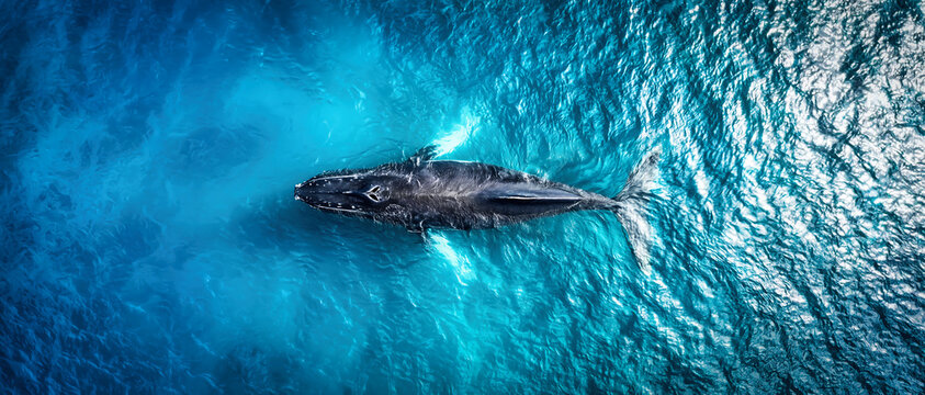 Aerial view of whale swimming in turquoise blue ocean water nature background