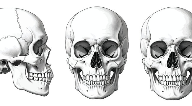 Human skull anatomy, side and front view, detailed medical illustration