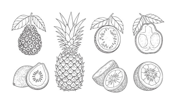 Hand drawn tropical fruits pineapple guava passionfruit and citrus slices