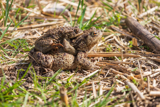 Common Toads Migrating in Amplexus During Spring Breeding Season in Natural Habitat. Bufo bufo