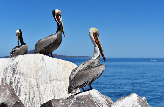 Brown pelicans sitting on a rock and looking at the sea stock photo images. Brown pelican Pelecanus occidentalis in the city of Loreto, Mexico, Baja California Sur stock photo