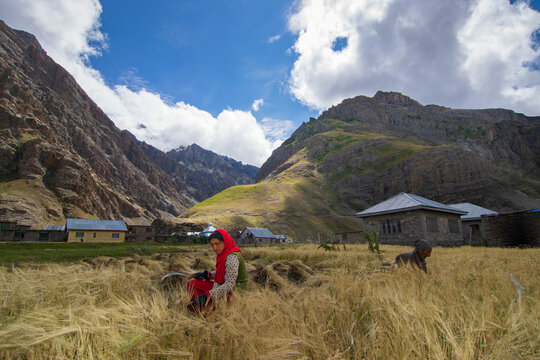 Drass, Ladakh, India - 01.09.2014 : Wheat farming at Drass village, Ladakh's Kargil district,second coldest inhabited place in the world. Known as the Gateway to Ladakh. Himalayan mountain background,