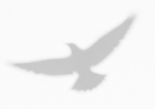 Dove flying in the sky shadow overlay effect, gobo light transparent isolated.