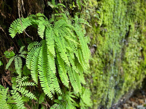 Close up of the living fern walls of Fern canyon, located within&nbsp;Prairie Creek State Park, Redwood National and State Parks&nbsp;in Humboldt County, California