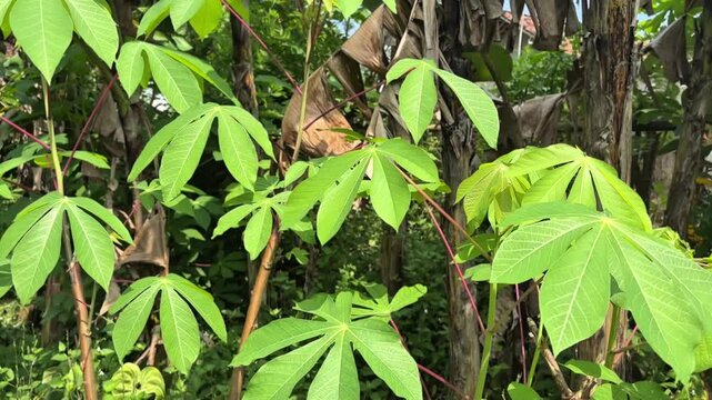 A high-quality close-up shot of vibrant cassava foliage in a lush tropical plantation. The camera moves in a smooth panning motion from right to left.