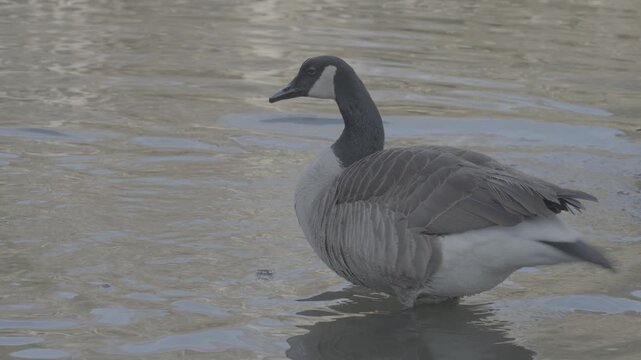 canada goose swimming slog3