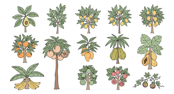 A vibrant colored illustration showcasing a magnificent variety of tropical fruit trees, including avocado, mango, papaya, banana, and coconut palms in full growth.