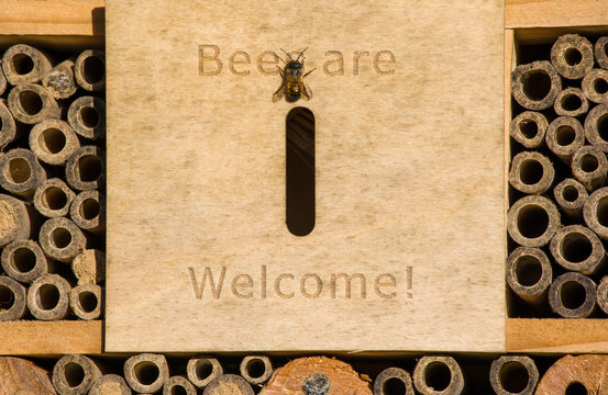a female red mason bee sits in front of an insect hotel with a text "Bees are Welcome!" in the sunlight