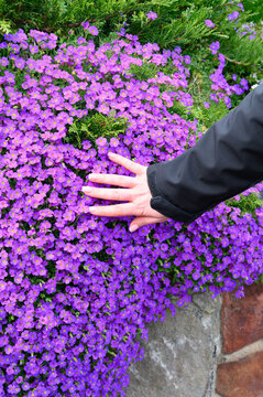 Close-up of a hand gently touching a cascade of vibrant purple Aubrieta flowers