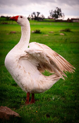 Obraz premium White domestic goose spreading wings on green grass field, rural countryside Morocco, dramatic cloudy sky background