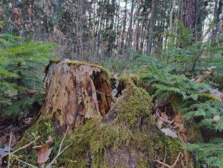 Fototapeta premium Ancient tree stump draped in vibrant moss sits in a serene autumn forest. Ferns, fallen leaves, and tall trees create a tranquil woodland scene with rich earthy tones.