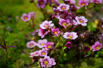 Fototapeta premium A beautiful floral background with blooming plants, macro photography. A perennial garden flower saxifrage with pink petals. 