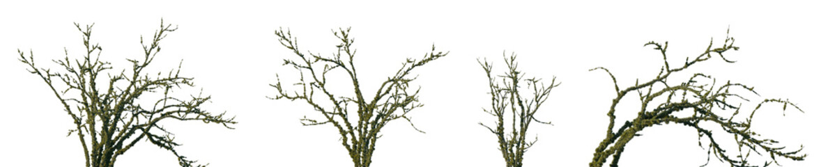 Fototapeta premium Set of Shorea robusta (commonly known as commonly known as Sal) trees in moss isolated png on a transparent background perfectly cutout 