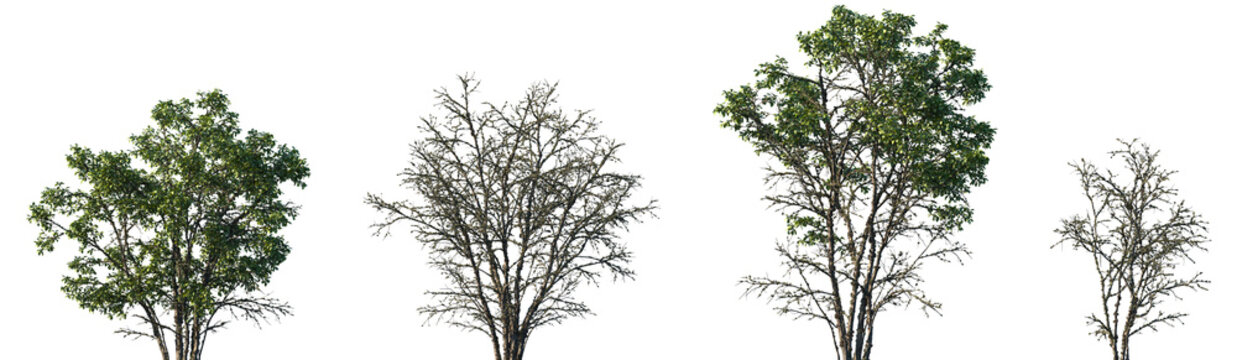 Set of Quercus variabilis (commonly known as the Chinese cork oak) trees in moss isolated png on a transparent background perfectly cutout	
