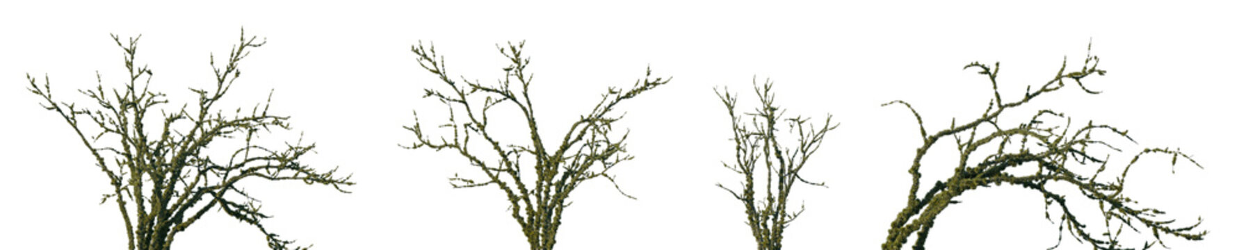 Set of Shorea robusta (commonly known as commonly known as Sal) trees in moss isolated png on a transparent background perfectly cutout	