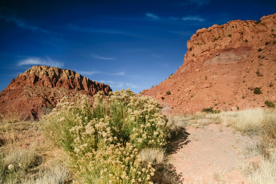 Flowering desert shrub below red rock cliffs in the Southwest