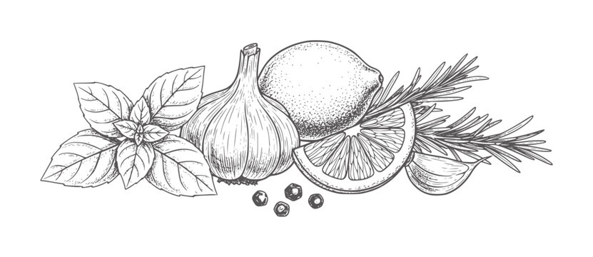 Hand drawn of garlic lemon rosemary and basil with peppercorns