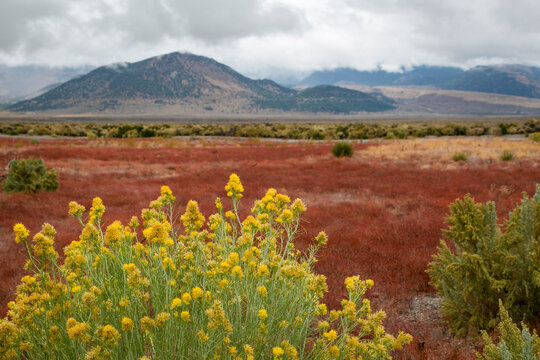 Yellow wildflowers and red desert field with distant mountains