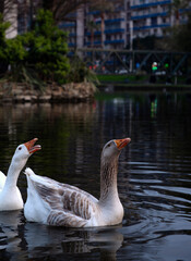 Obraz premium Group of geese honking and vocalizing on a pond
